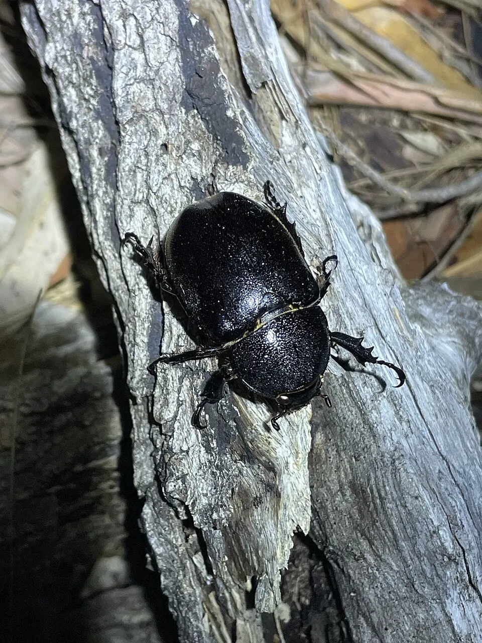 Australian rhinoceros beetle