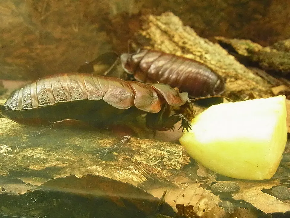 Giant burrowing cockroach