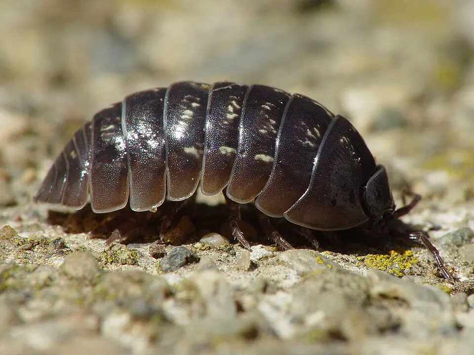 Common pill bug