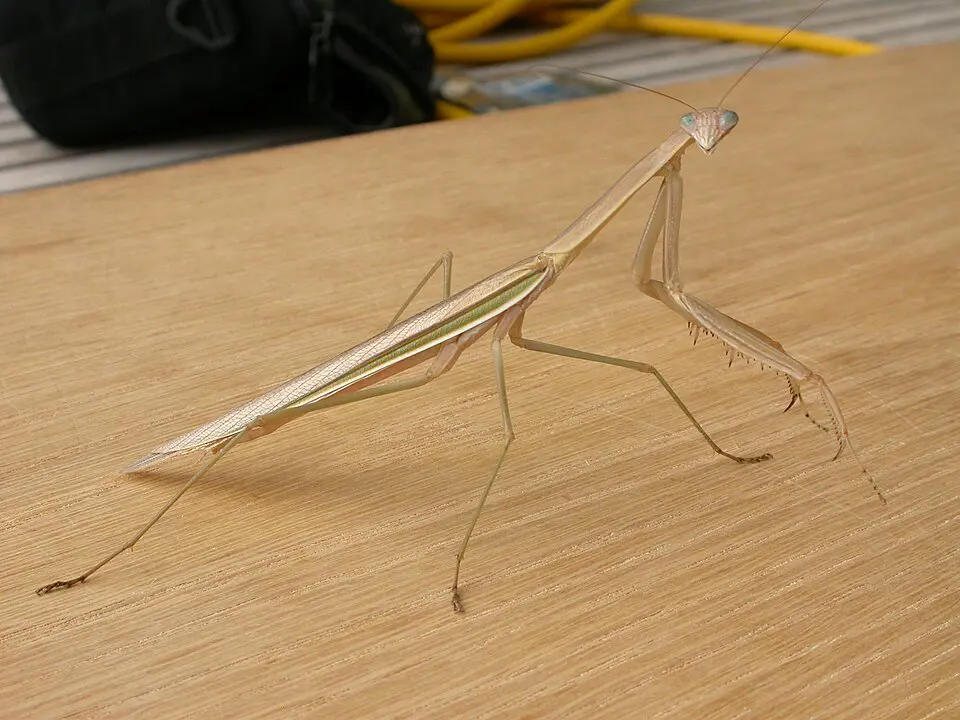Purple-winged mantis