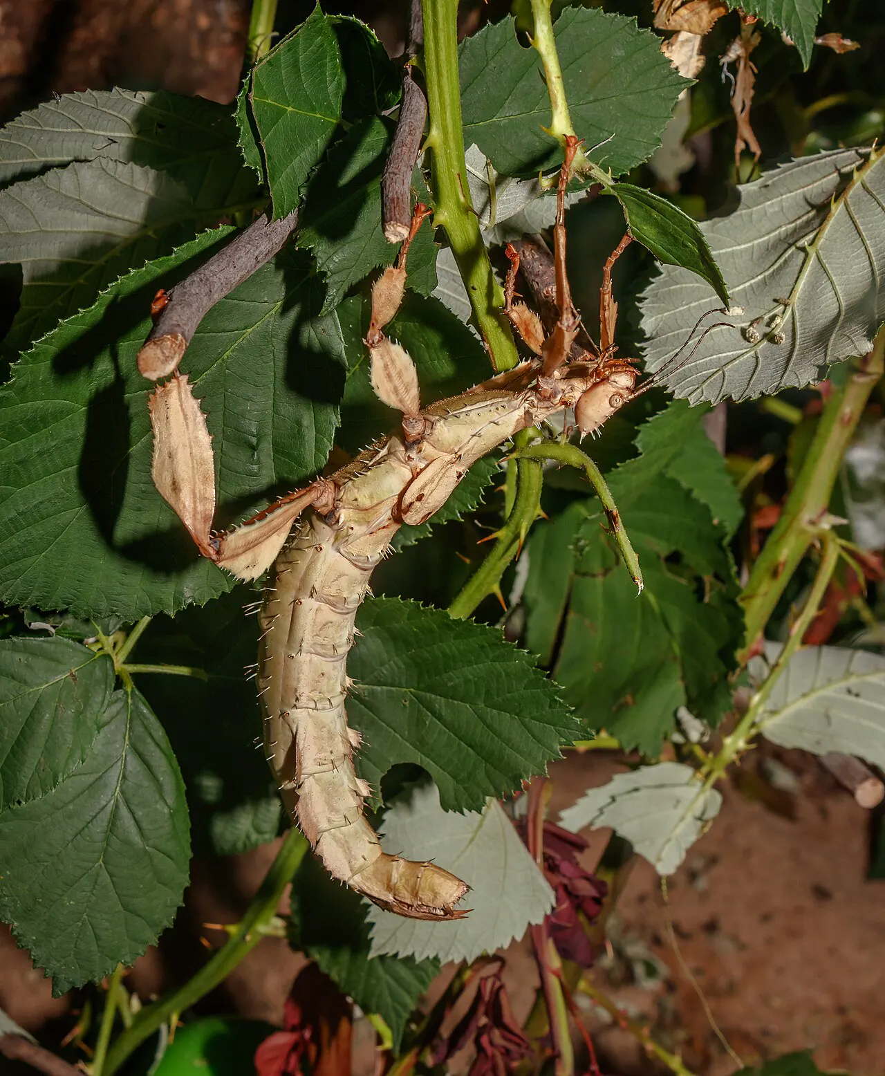 A spiny leaf insect gripping a branch